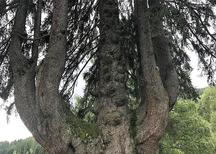 דירה Mangartblick